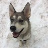 powder_potato